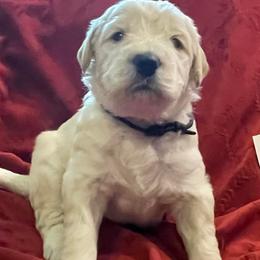 Goldendoodles from SlattonDoodles