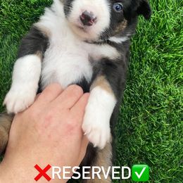 Boy 1 - Black Miniature American Shepherd puppy in San Antonio, Texas from SJC Texas Aussies
