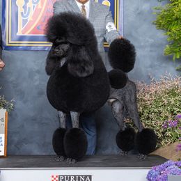 Walnut - Poodle