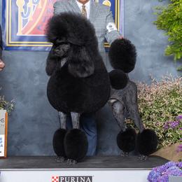 Walnut - Poodle