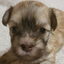Havanese from Bella's Babies