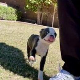 Boston Terrier Puppies from Beatrice's Kennels