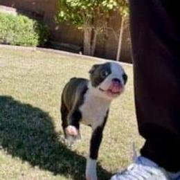 Boston Terrier Puppies from Beatrice's Kennels