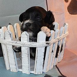 Uncle Sam - Black and white male Havanese puppy in Salt Lake City, Utah from Steal Your Heart Havanese