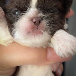 Joanie - Liver and white female Shih Tzu puppy in Kempner, Texas from Shih Tzu Reign