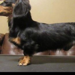 Clyde - Dachshund