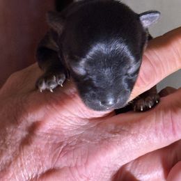 Puppy 4 - Black and tan male Yorkshire Terrier puppy in Elizabeth, Indiana from Dwayne’s Yorkshire Terriers
