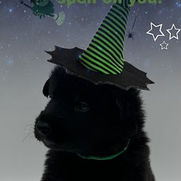 Mr. Green Collar - Black male German Shepherd puppy in Granite City, Illinois from Devon Rugerio's German Shepherds