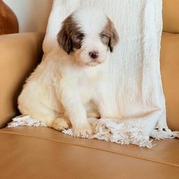 Earnest (Earnie) - Parti male Goldendoodle puppy in Livermore, Colorado from Heritage Hills Family Doodles