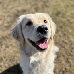Annabelle - Golden Retriever