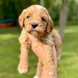 Melody - Red female Cavapoo puppy in Midland, Michigan from Northern Charm Farm