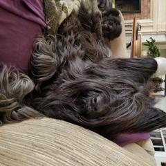 Briard Puppies from Sendero Briards