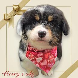 Henry - Black and white male American Corgi puppy in Mansfield, Ohio from Moonrise corgis