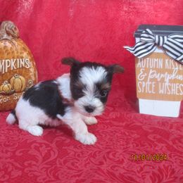 Yorkshire Terrier Puppies from Grandma's Yorkie Cottage