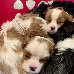 Cavalier King Charles Spaniel, Cavapoo, and Poodle Puppies from Peachy Paws
