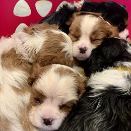 Cavalier King Charles Spaniel, Cavapoo, and Poodle Puppies from Peachy Paws