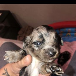 Dachshund Puppies from L & A Dachshunds