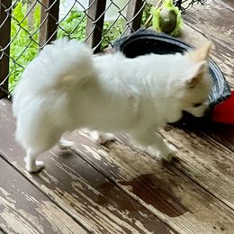 El - Chihuahua