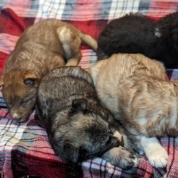Siberian Husky Puppies from Wyant Farms