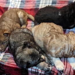 Siberian Husky Puppies from Wyant Farms