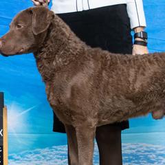 Chesapeake Bay Retrievers from Moonlight Bay Chesapeakes