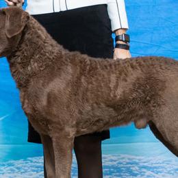 Chesapeake Bay Retrievers from Moonlight Bay Chesapeakes