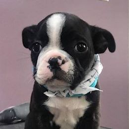 Boston Terriers from Wolf Ridge Boston Terriers