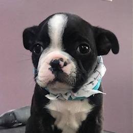 Boston Terriers from Wolf Ridge Boston Terriers