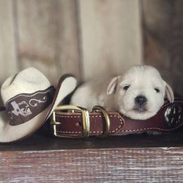 Onyx - White male Miniature Schnauzer puppy in Texas from Small Pawz Schnauzers