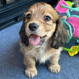 Shaded Cream Girl - Cream female Dachshund puppy in Belfair, Washington from CreekSide Mini Doxies