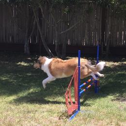 Collie All Grown Up from Prime Star Collies