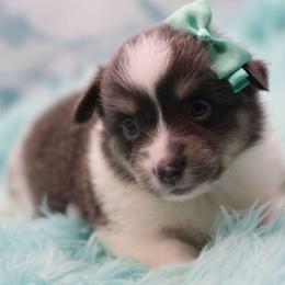 Navy - Fluffy - Gray and white female American Corgi puppy in Lithia, Florida from Diamondcrest Inc