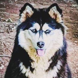 Nala - Siberian Husky