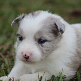 Female 3 - Blue merle female Border Collie puppy in Tylertown, Mississippi from Cool Meadow Farms