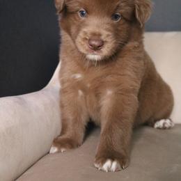 Australian Shepherd Puppies from Kiki's Aussies