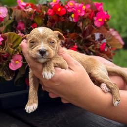 Ticket - Apricot male Goldendoodle puppy in Wharton, Texas from Little Fur Friends