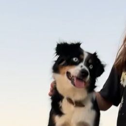 Roni - Miniature Australian Shepherd