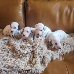Boy 1 - White and black male Dalmatian puppy in Troutville, Virginia from BRIAR HOUSE of Mountain Pass