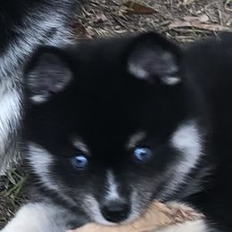 Pomsky Puppies from Pixie Pomsky