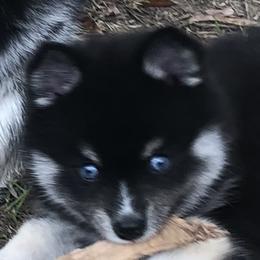 Pomsky Puppies from Pixie Pomsky