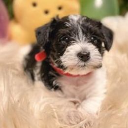 Miniature Schnauzers from Township of Miniature Schnauzers