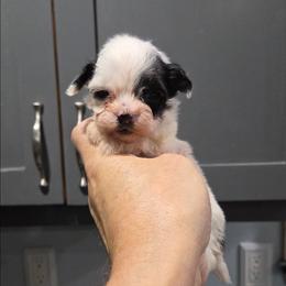 Spirit - Black & white female Maltipoo puppy in Everett, Washington from Meadows Ranch
