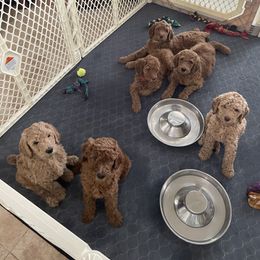 Poodle Puppies from FurEver Poodles