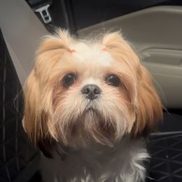 Fifii - Shih Tzu