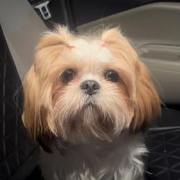 Fifii - Shih Tzu