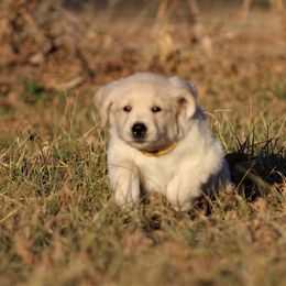 Golden Retriever Puppies from Golden Barnes Kennel
