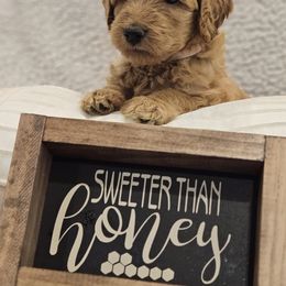 Goldendoodle Puppies from Pemberley Puppies