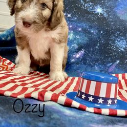 Aussiedoodle and Bordoodle Puppies from Holland Hilltop Farm