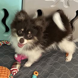 Boy 2 - Chocolate Pomeranian puppy in Decatur, Iowa from Lisa Greenhalgh