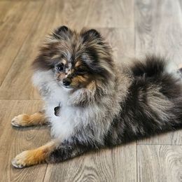 Pomeranian Puppies from Bear Valley Pomeranians